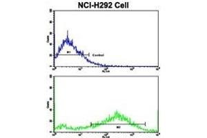 Flow cytometric analysis of NCI- cells using S Antibody (C-term)(bottom histogram) compared to a negative control cell (top histogram).