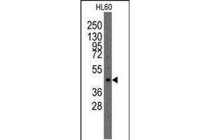 Western blot analysis of anti-Lmx1a Pab in HL60 cell line lysates (35ug/lane).