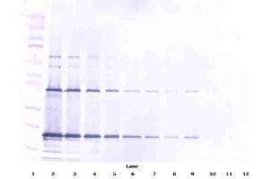Western Blot (Unreduced) using CD253 / TRAIL antibody (TRAIL anticorps)