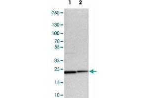 Western blot analysis of cell lysates with YIF1A polyclonal antibody  at 1:250-1:500 dilution. (YIF1A anticorps)