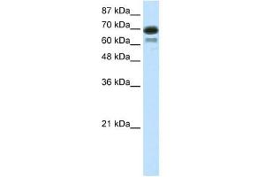 WB Suggested Anti-ELL Antibody Titration: 7. (ELL anticorps  (C-Term))
