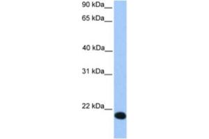 Western Blotting (WB) image for anti-Zinc Finger Protein 833 (ZNF833) antibody (ABIN2463333) (LOC401898 anticorps)