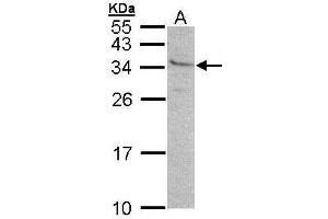WB Image Sample (30 ug of whole cell lysate) A: 293T 12% SDS PAGE antibody diluted at 1:500 (GEM anticorps  (N-Term))
