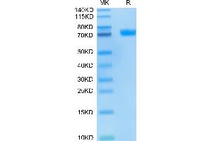 FITC-Labeled Human MSLN/Mesothelin on Tris-Bis PAGE under reduced condition.