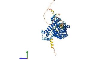 AlphaFold protein structure predicition of Human Recombinant SLC1A1 Protein, UniprotID P43005