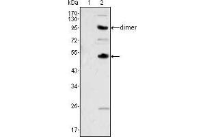 Western blot analysis using CSF1 mouse mAb against human recombinant CSF2(AA:18-144) (1) and CSF1(AA:33-496) (2).