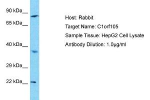 Host: Rabbit Target Name: C1orf105 Sample Type: HepG2 Whole Cell lysates Antibody Dilution: 1. (C1ORF105 anticorps  (C-Term))