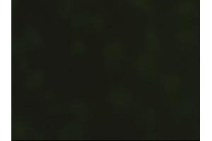 Immunofluorescent staining of HeLa cells using anti-SOX17 mouse monoclonal antibody (ABIN2452368).