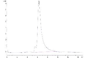 The purity of Human Beta Klotho is greater than 95 % as determined by SEC-HPLC.