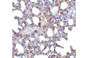 Immunohistochemistry of Blimp-1 in mouse lung tissue with Blimp-1 antibody at 5 μg/ml. (PRDM1 anticorps  (N-Term))