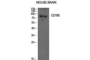 Western Blot (WB) analysis of Mouse Brain cells using CD180 Polyclonal Antibody. (CD180 anticorps  (Internal Region))