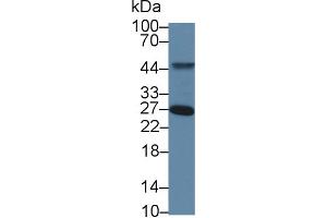 Western Blot; Sample: Human 293T cell lysate; Primary Ab: 5µg/ml Rabbit Anti-Human TOR3A Antibody Second Ab: 0.