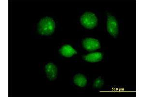 Immunofluorescence of purified MaxPab antibody to ARID3A on HeLa cell. (ARID3A anticorps  (AA 1-593))
