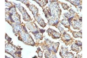 Immunohistochemical staining (Formalin-fixed paraffin-embedded sections) of human placenta with LGALS13 monoclonal antibody, clone PP13/1162 . (LGALS13 anticorps  (AA 23-134))