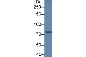 Detection of POSTN in BXPC3 cell lysate using Polyclonal Antibody to Periostin (POSTN) (Periostin anticorps  (AA 370-494))