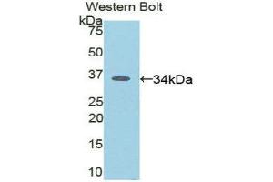 Western Blotting (WB) image for anti-V-Rel Reticuloendotheliosis Viral Oncogene Homolog B (RELB) (AA 176-436) antibody (ABIN1860430)