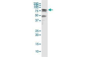 Immunoprecipitation of HSPA2 transfected lysate using anti-HSPA2 monoclonal antibody and Protein A Magnetic Bead , and immunoblotted with HSPA2 MaxPab rabbit polyclonal antibody.