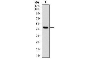 Western Blotting (WB) image for anti-Protein Phosphatase 2A Activator, Regulatory Subunit 4 (PPP2R4) antibody (ABIN1108715) (PPP2R4 anticorps)