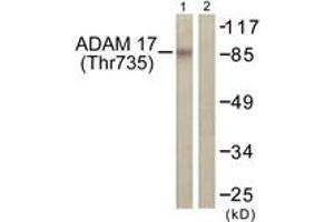 Western blot analysis of extracts from K562 cells treated with UV 5', using ADAM 17 (Phospho-Thr735) Antibody.