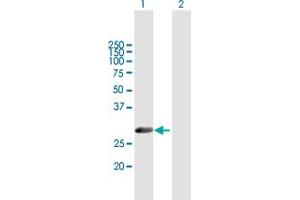 Western Blot analysis of METAP1 expression in transfected 293T cell line by METAP1 MaxPab polyclonal antibody. (METAP1 anticorps  (AA 1-272))