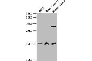 Western Blot Positive WB detected in: K562 whole cell lysate, Mouse heart tissue, Mouse brain tissue All lanes: FUNDC1 antibody at 3 μg/mL Secondary Goat polyclonal to rabbit IgG at 1/50000 dilution Predicted band size: 18 kDa Observed band size: 18 kDa (FUNDC1 anticorps  (AA 1-46))