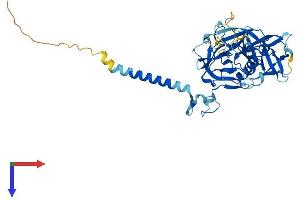 AlphaFold protein structure predicition of Mouse Recombinant Tmprss4 Protein, UniprotID Q8VCA5