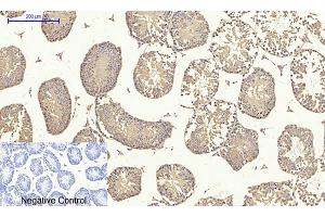 Immunohistochemical analysis of paraffin-embedded mouse testis tissue. (TGFB1 anticorps  (AA 310-390))