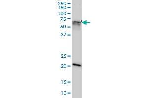 GATAD2A monoclonal antibody (M01), clone 3F3 Western Blot analysis of GATAD2A expression in Hela NE (GATAD2A anticorps  (AA 26-134))