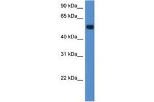 Image no. 1 for anti-Carbohydrate (N-Acetylglucosamine-6-O) Sulfotransferase 2 (CHST2) (AA 230-279) antibody (ABIN6747221) (CHST2 anticorps  (AA 230-279))