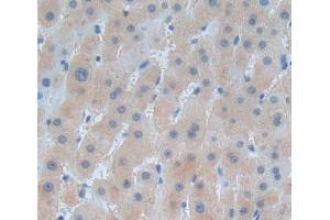 Used in DAB staining on fromalin fixed paraffin- embedded liver tissue (HARS1/Jo-1 anticorps  (AA 1-294))
