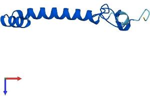 AlphaFold protein structure predicition of Mouse Recombinant Ndufa4 Protein, UniprotID Q62425