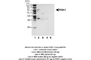 Image no. 1 for anti-PTEN Induced Putative Kinase 1 (PINK1) (AA 1-50), (N-Term) antibody (ABIN363489) (PINK1 anticorps  (N-Term))