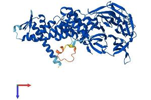 AlphaFold protein structure predicition of Human Recombinant KLHL41 Protein, UniprotID O60662