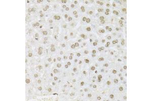 Immunohistochemistry of paraffin-embedded mouse liver using MAPK3 Antibody.