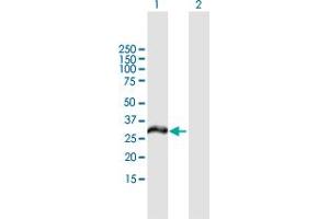 Western Blot analysis of MCTP2 expression in transfected 293T cell line by MCTP2 MaxPab polyclonal antibody. (MCTP2 anticorps  (AA 1-306))