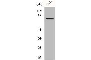 CEP78 anticorps  (Internal Region)