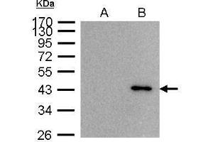 IP Image BRE antibody immunoprecipitates BRE protein in IP experiments. (BRE anticorps)