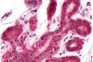 Anti-DUSP26 antibody  ABIN1048527 IHC staining of human breast. (DUSP26 anticorps  (C-Term))