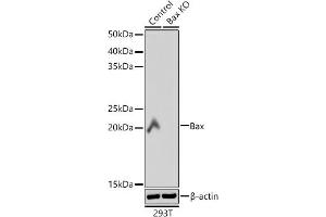 Western blot analysis of extracts from wild type (WT) and Bax knockout (KO) 293T cells, using Bax antibody (ABIN7265855) at 1:1000 dilution. (BAX anticorps)