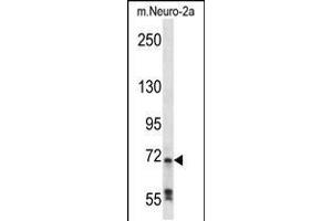 Western blot analysis in mouse Neuro-2a cell line lysates (35ug/lane). (RAF1 anticorps  (N-Term))