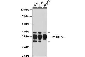 HNRNPA1 抗体
