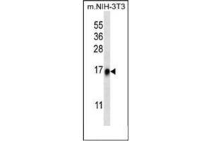 Western blot analysis in NIH-3T3 cell line lysates (35 ug/lane) using RPL35 Antibody (C-term) Cat. (RPL35 anticorps  (C-Term))