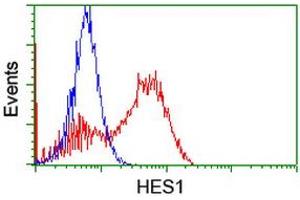 Flow Cytometry (FACS) image for anti-Hes Family bHLH Transcription Factor 1 (HES1) antibody (ABIN1498633)