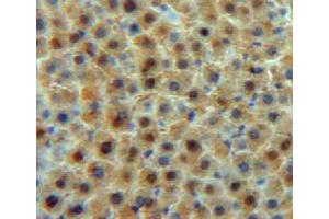 Used in DAB staining on fromalin fixed paraffin-embedded liver tissue (Transferrin anticorps  (AA 360-683))