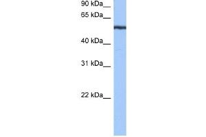 YARS antibody used at 0. (YARS anticorps  (N-Term))