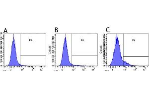 Flow-cytometry using anti-CD30 antibody Ki-4   Human lymphocytes were stained with an isotype control (panel A) or the rabbit-chimeric version of Ki-4  before (B) or after anti-CD3/28 activation (C) at a concentration of 1 µg/ml for 30 mins at RT.