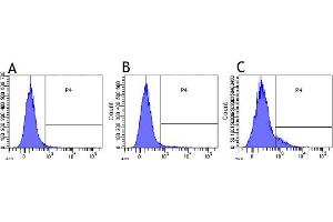 Flow-cytometry using anti-CD30 antibody Ki-4   Human lymphocytes were stained with an isotype control (panel A) or the rabbit-chimeric version of Ki-4  before (B) or after anti-CD3/28 activation (C) at a concentration of 1 µg/ml for 30 mins at RT. (Recombinant TNFRSF8 anticorps)
