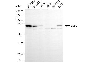 Western blotting analysis using CD89 antibody (ABIN7798588). (Recombinant FCAR anticorps)