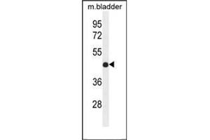 Western blot analysis of IRF2 Antibody (Center) in mouse bladder tissue lysates (35ug/lane). (IRF2 anticorps  (Middle Region))