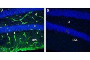 Expression of MERTK in mouse hippocampus - Immunohistochemical staining of perfusion-fixed frozen mouse brain sections with Anti-MERTK (extracellular) Antibody (ABIN7042974, ABIN7045326 and ABIN7045327), (1:300), followed by goat anti-rabbit-AlexaFluor-488 (green). (MERTK anticorps  (Extracellular))